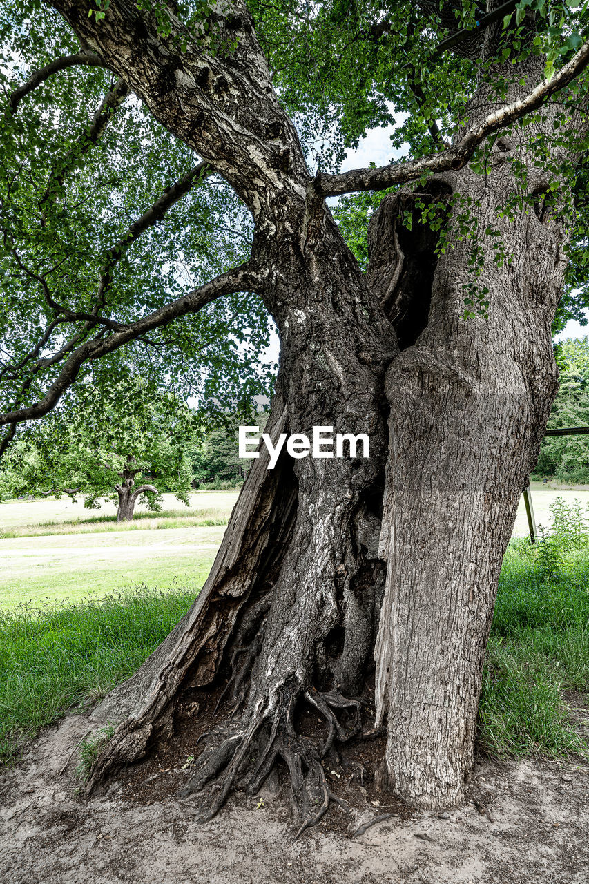 TREE TRUNK ON FIELD