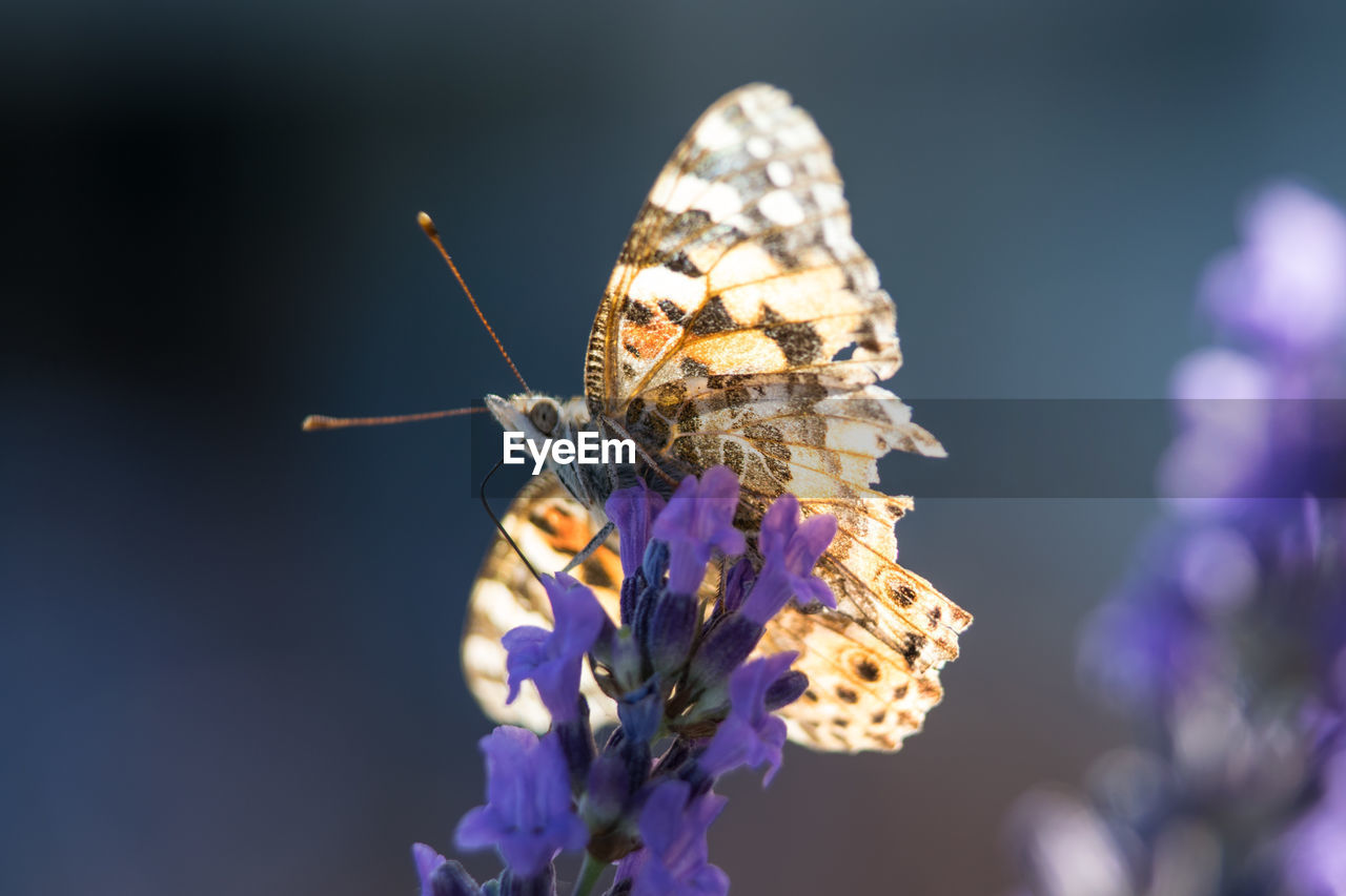 Close-up of butterfly pollinating on purple flower