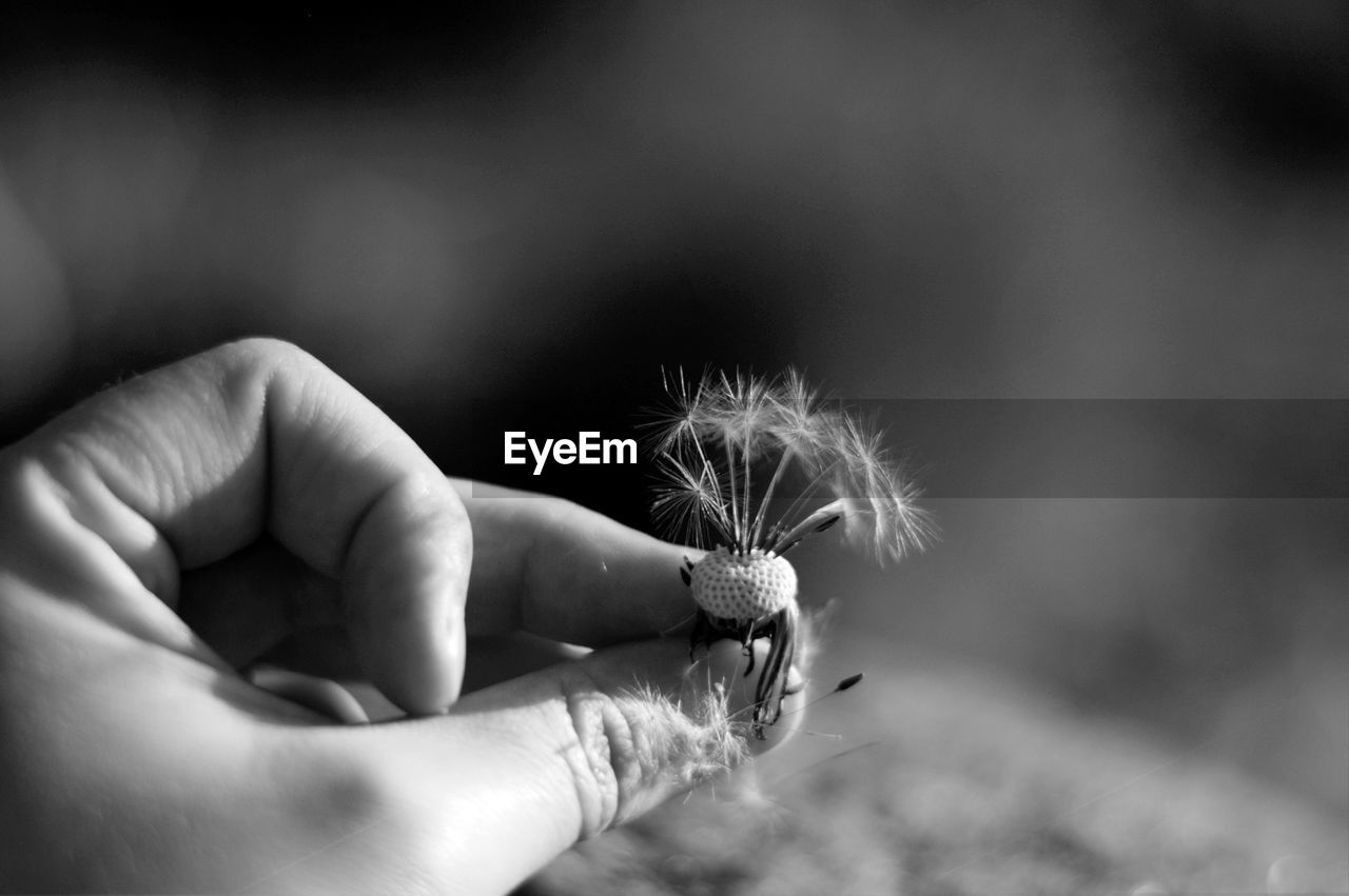 Close-up of hand holding dandelion 