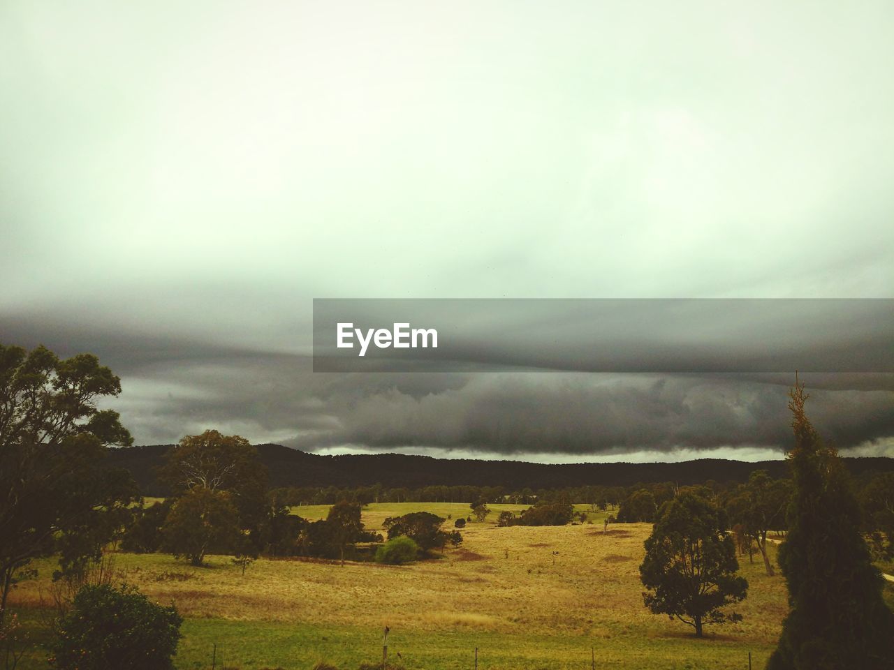 TREES ON FIELD AGAINST CLOUDY SKY