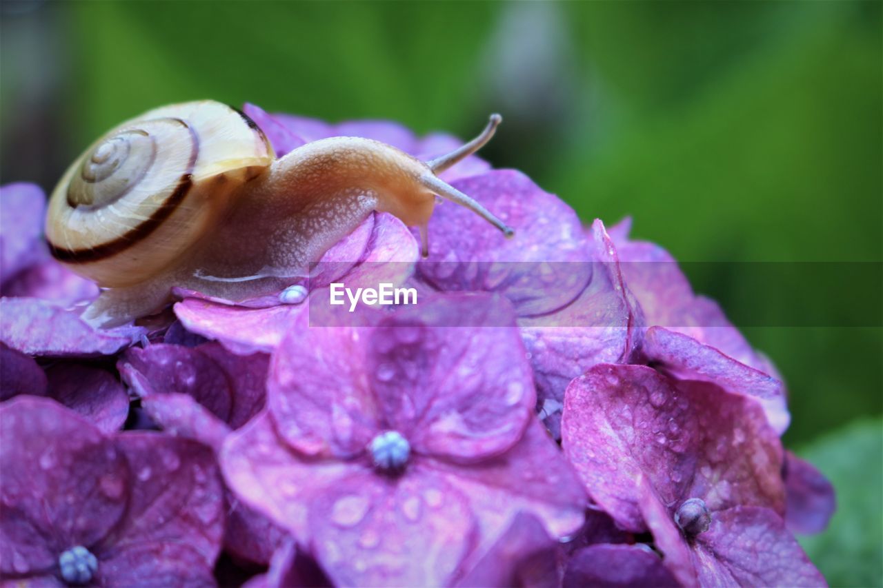 Close-up of snail raindrops on purple flower
