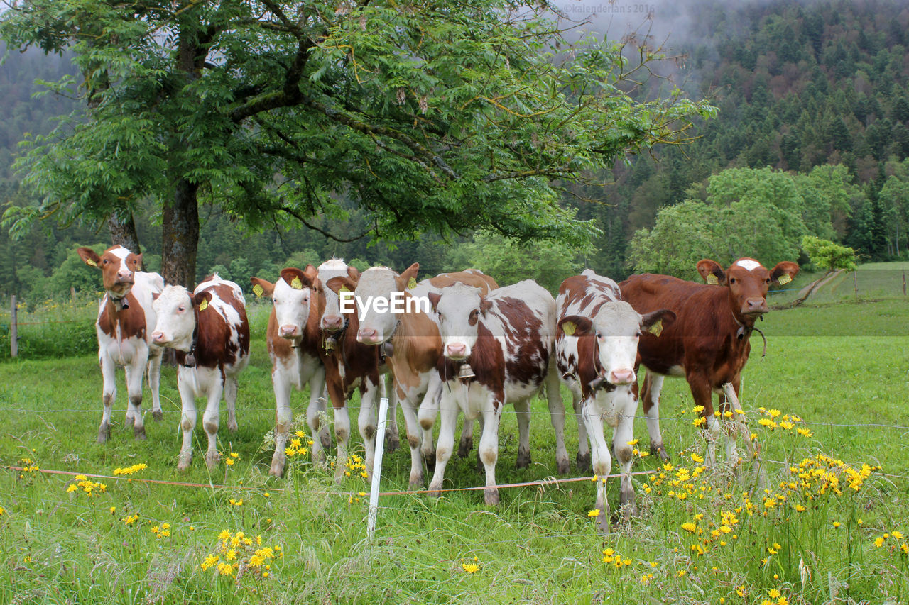 COWS STANDING ON FIELD BY TREES