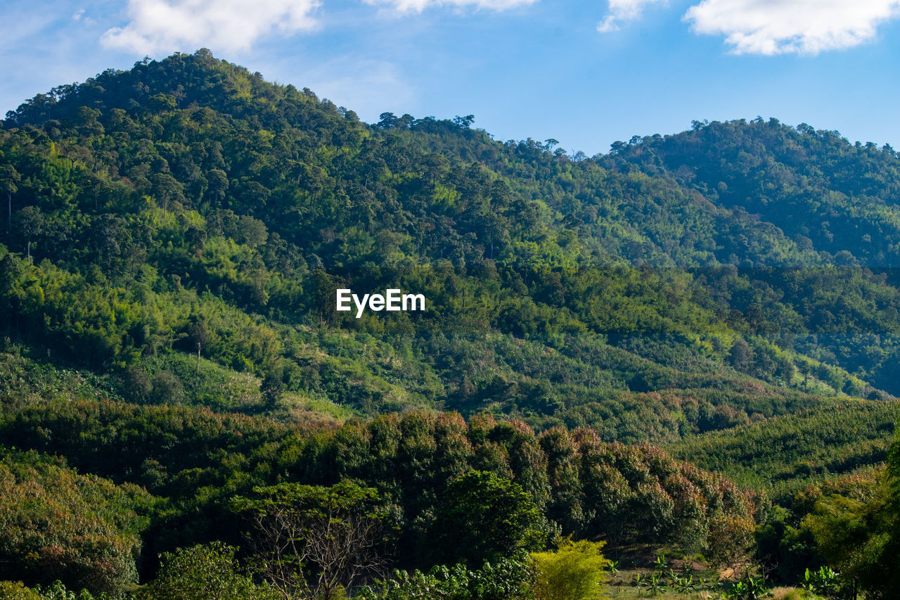 Scenic view of forest against sky