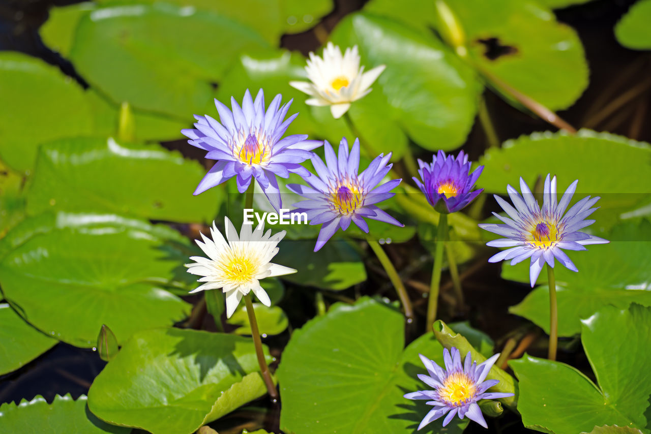 Close-up of purple flowering plant