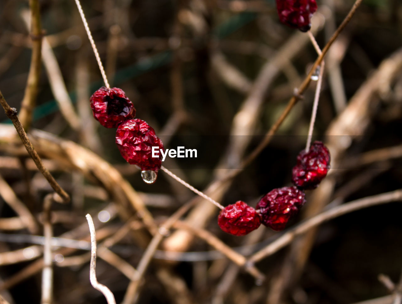 CLOSE-UP OF RED BERRIES ON TREE