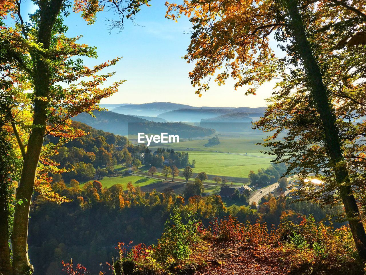 Scenic view of trees in forest against sky during autumn