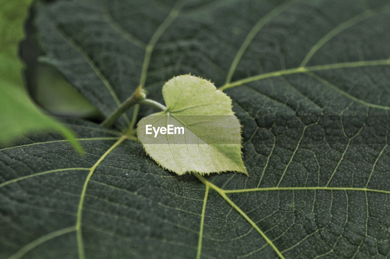 Close-up of fresh green leaf