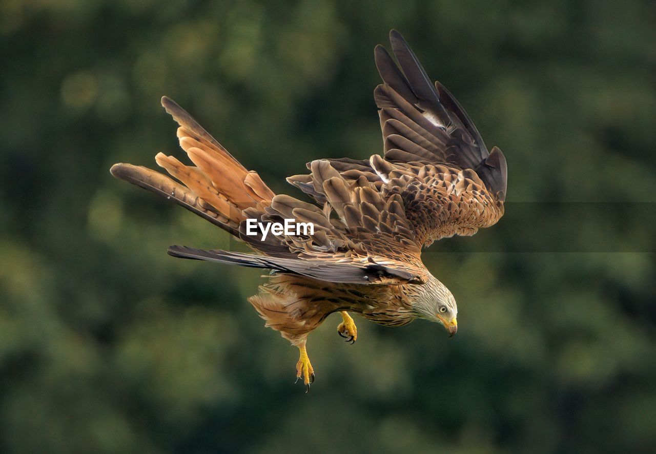 Red kite diving