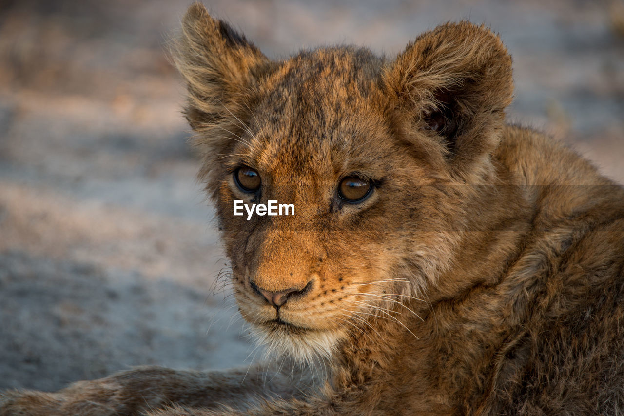 Close-up portrait of lion relaxing outdoors