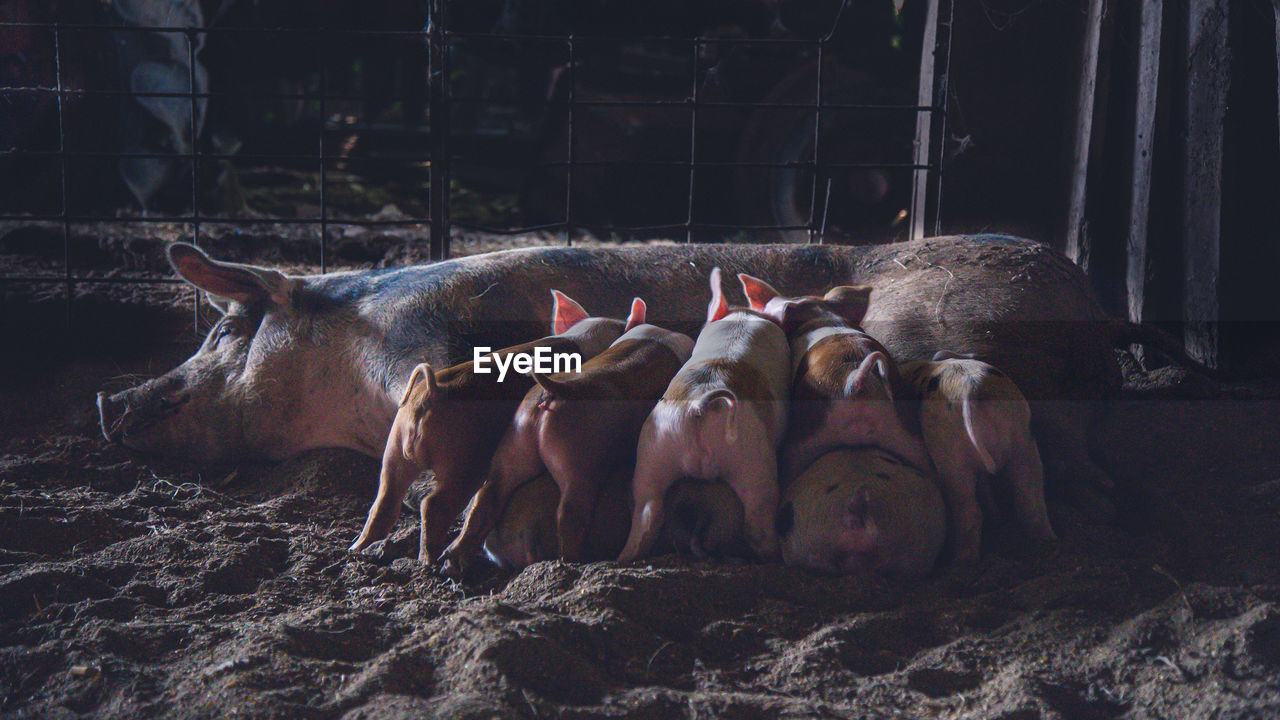 Farm animals. sow and feeding piglets in dark barn