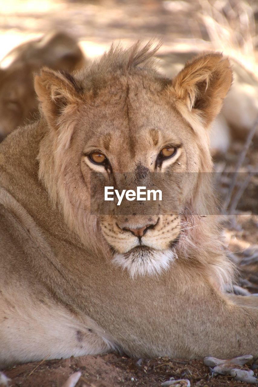 Close-up portrait of lioness