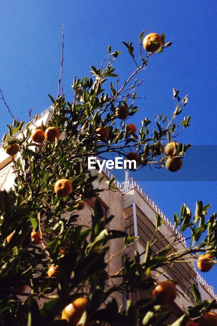 LOW ANGLE VIEW OF TREES AGAINST CLEAR BLUE SKY