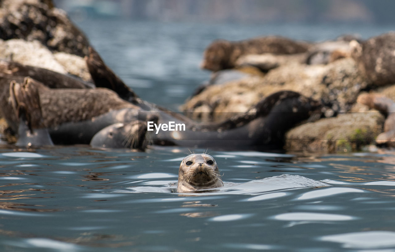 high angle view of seal swimming in lake