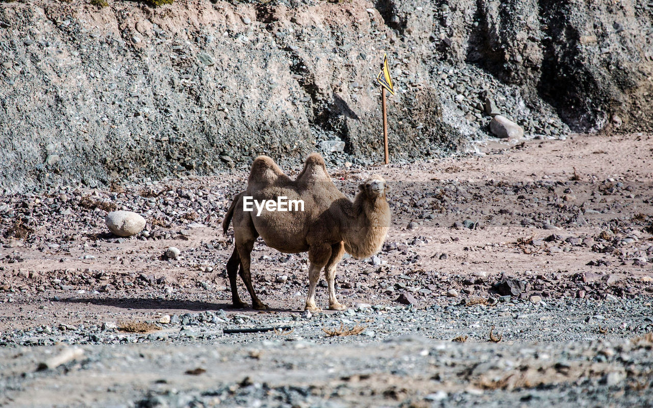 SIDE VIEW OF A CAMEL ON DESERT