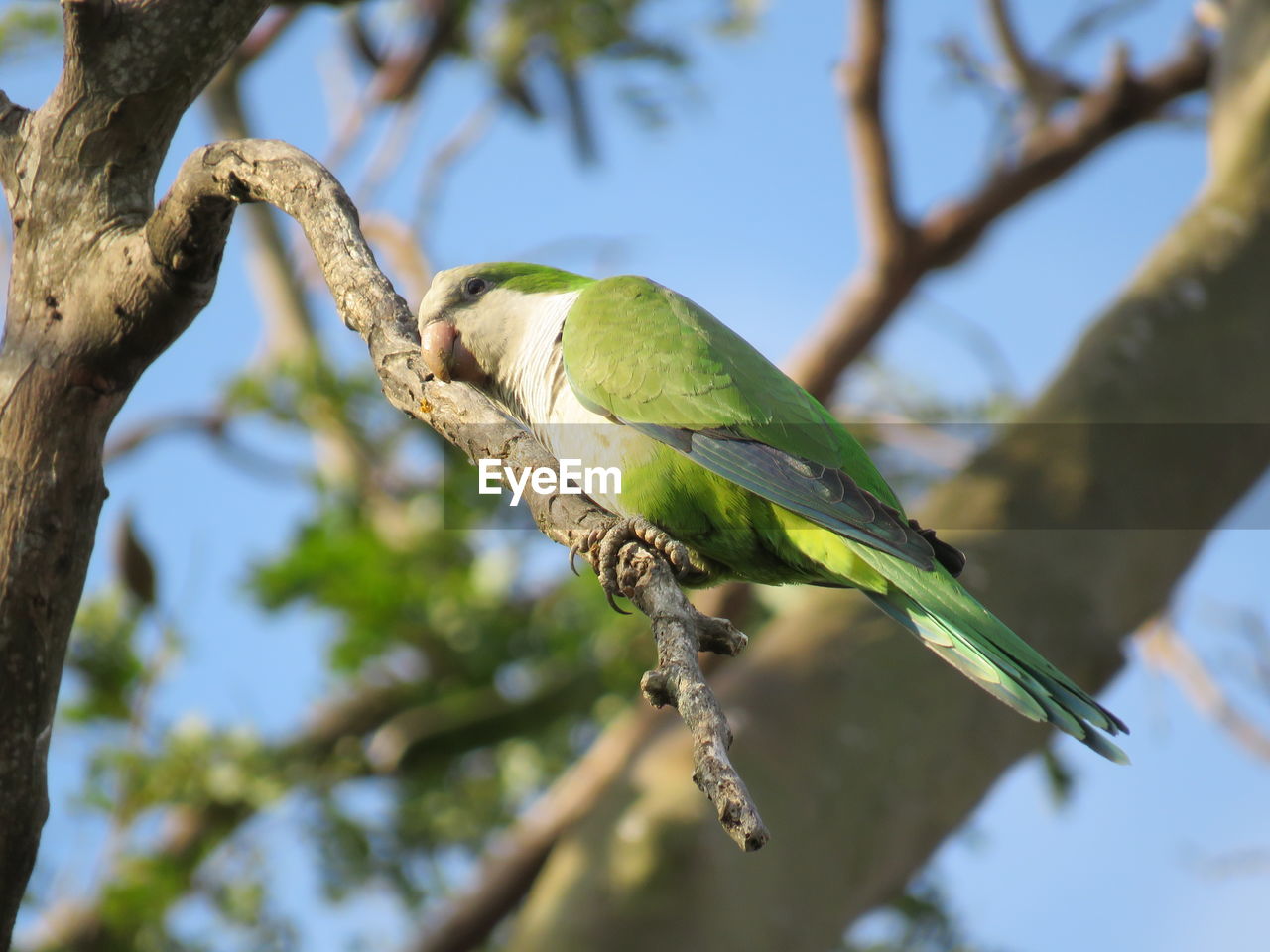 BIRD PERCHING ON A BRANCH