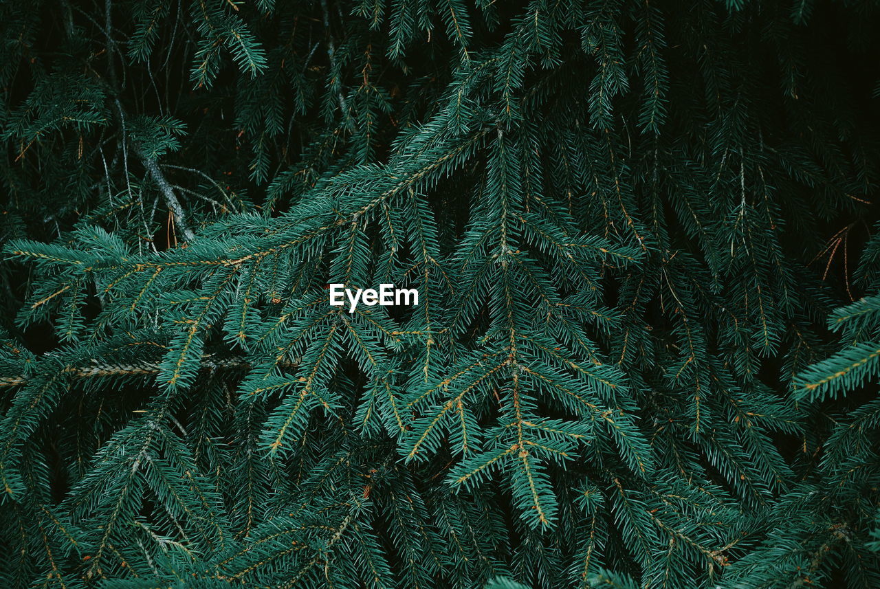 Full frame shot of fir tree