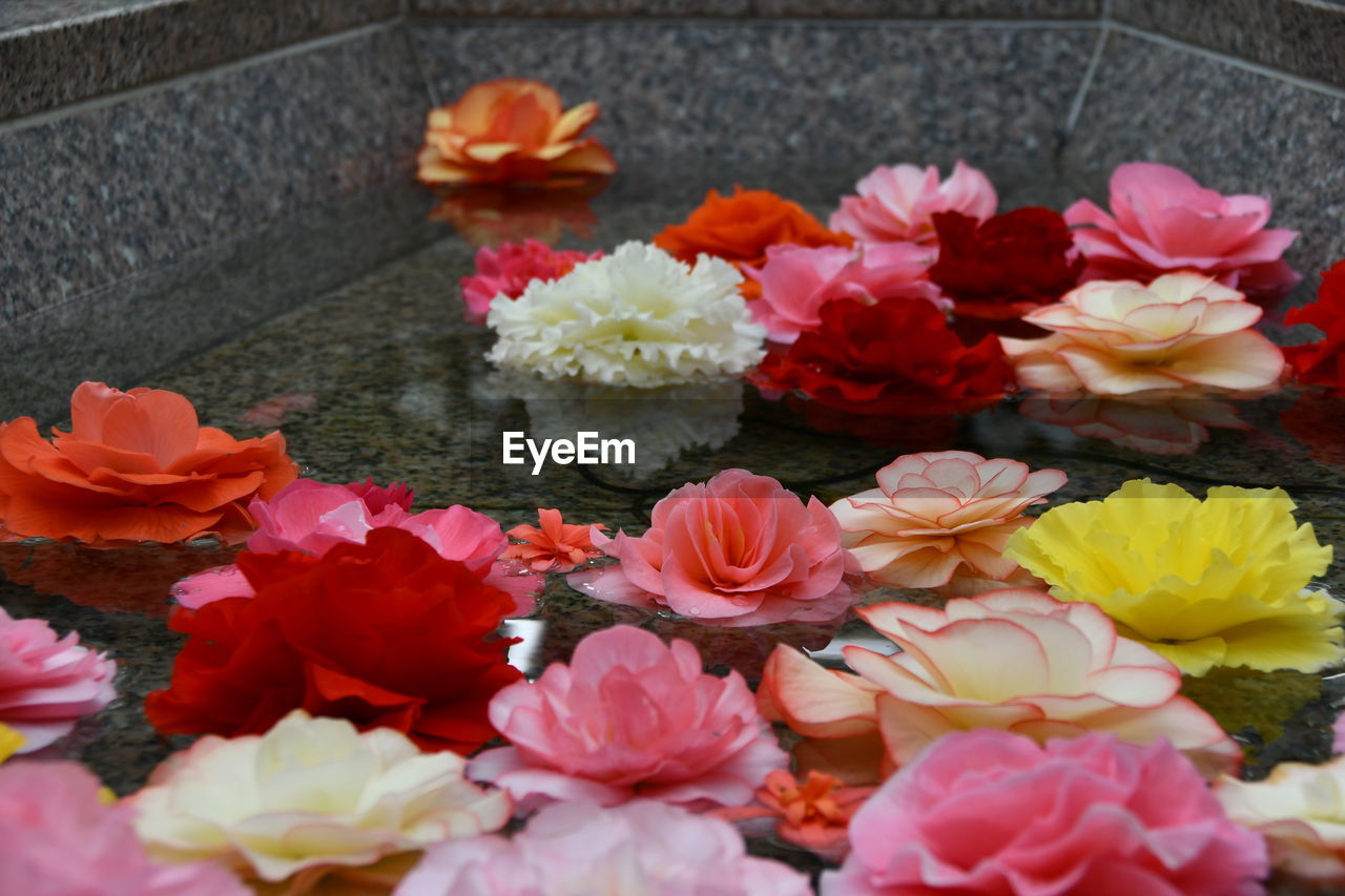 High angle view of pink flowering plants