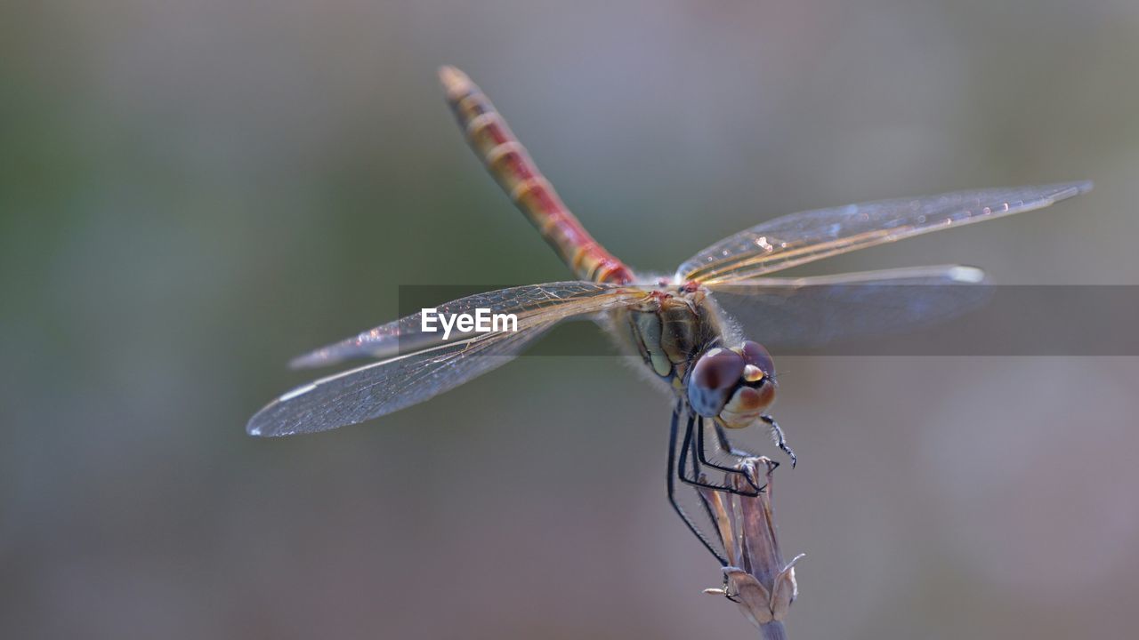 Close-up of dragonfly pollinating on flower