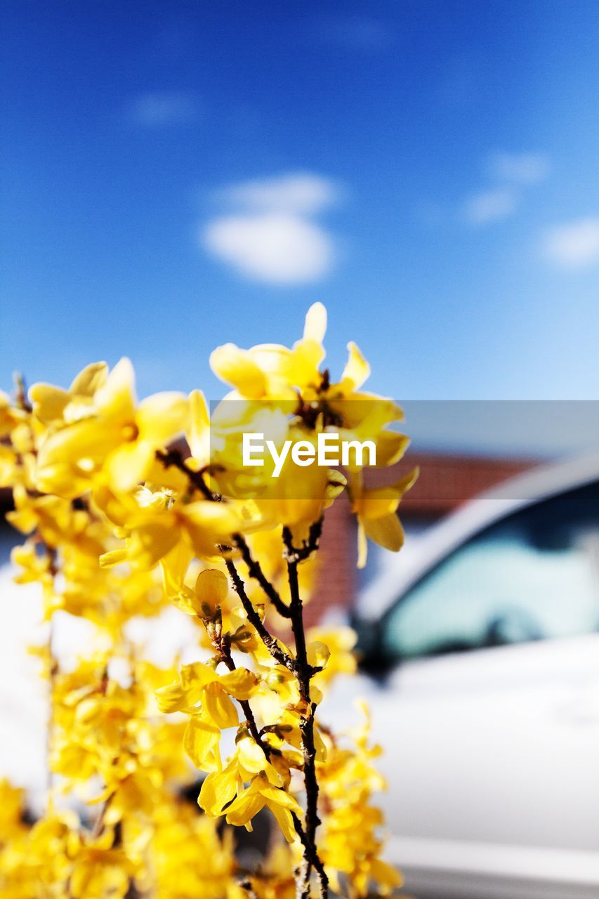 Close-up of yellow flowers