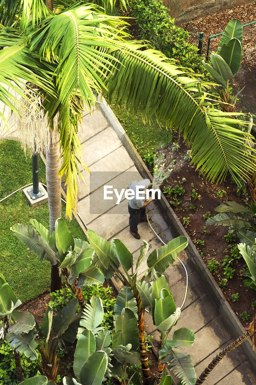 High angle view of coconut palm tree