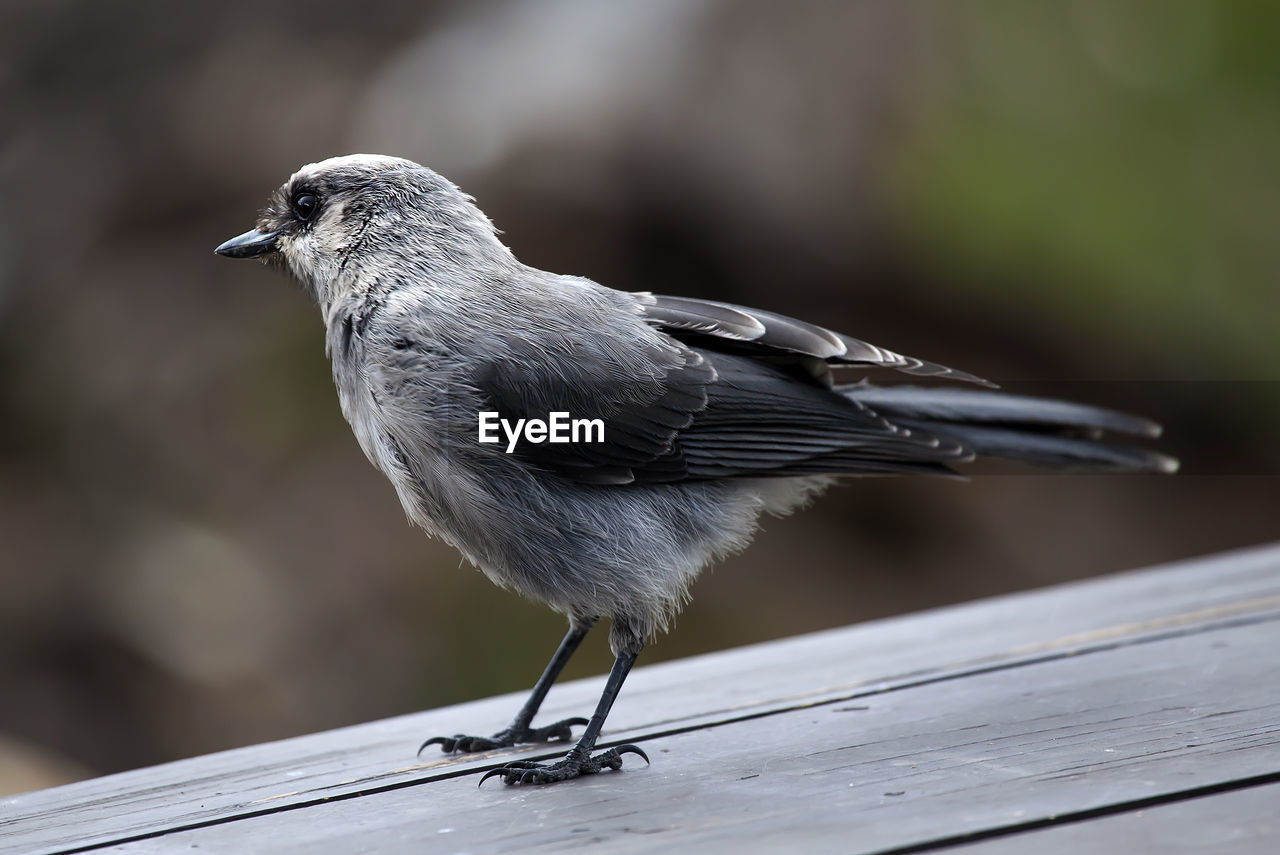 Stellar jay perching on wooden plank