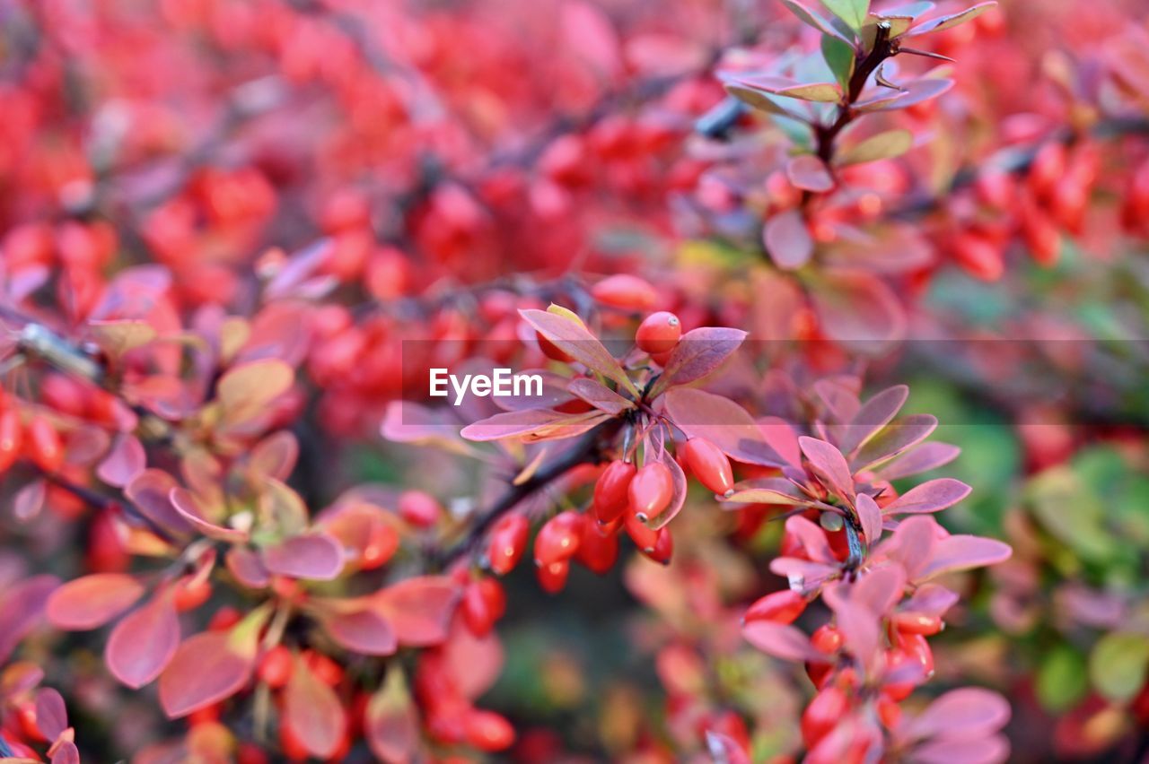 Close-up of pink cherry blossoms in spring