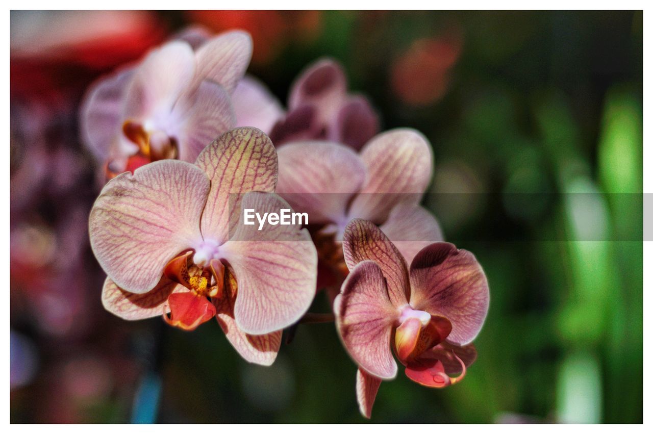 CLOSE-UP OF FLOWER PLANT