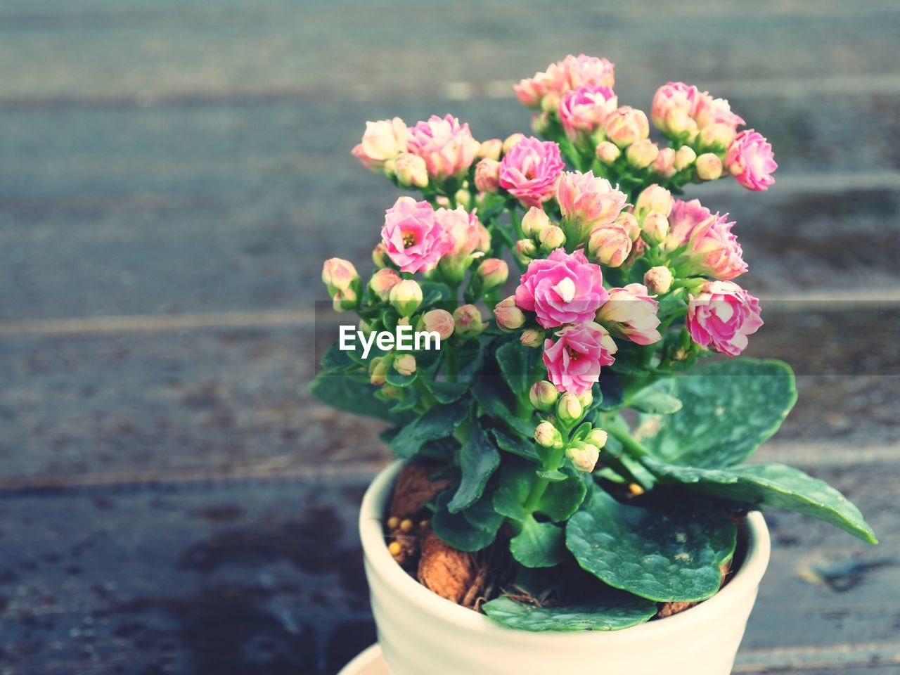 Close-up of pink flowering plant