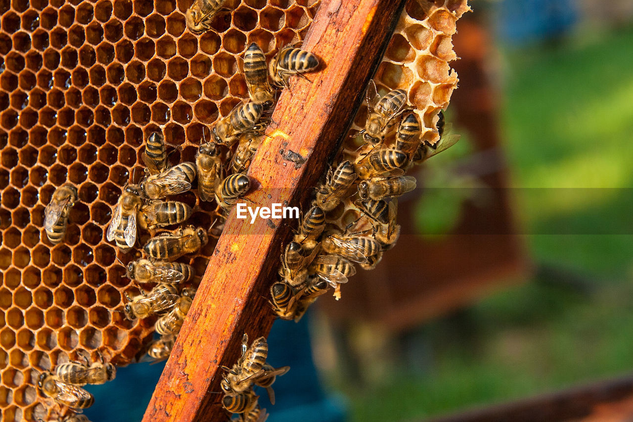 Close-up of honey bees on comb