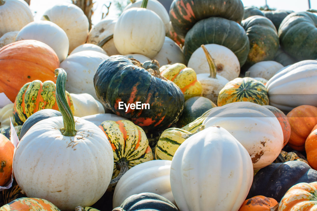 CLOSE-UP OF PUMPKIN FOR SALE