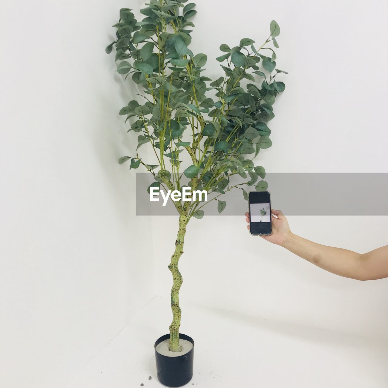 PERSON HOLDING PLANT AGAINST WHITE BACKGROUND