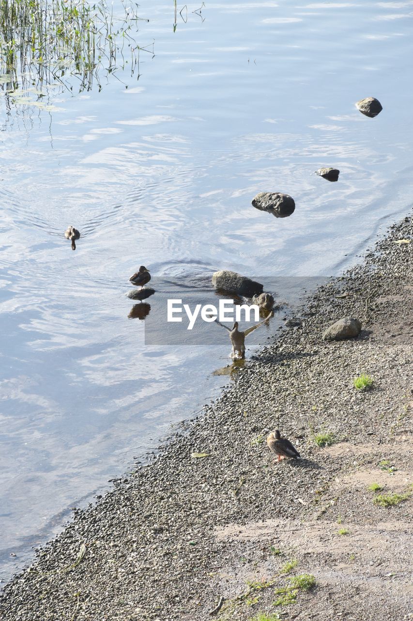 HIGH ANGLE VIEW OF BIRDS ON BEACH