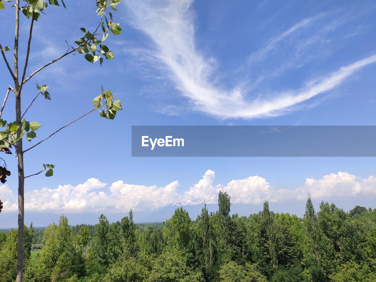 Low angle view of trees against sky