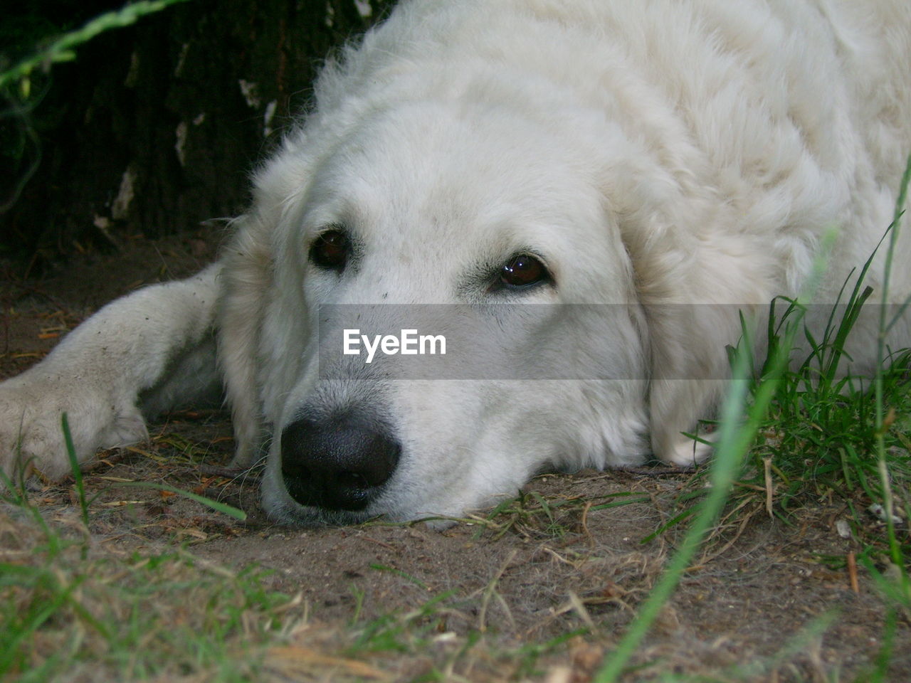 CLOSE-UP OF DOG LOOKING AWAY