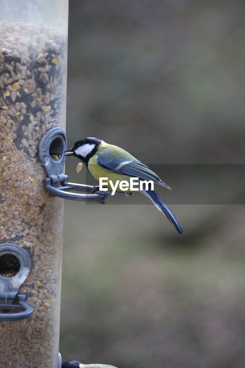 Close-up of blue tit bird perching on feeder