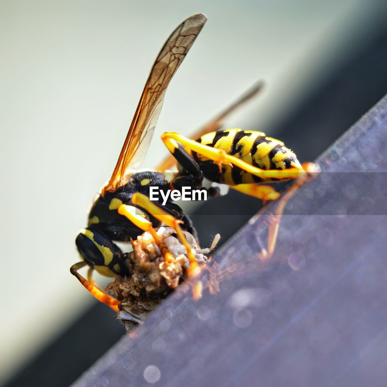 CLOSE-UP OF BEE ON A LEAF