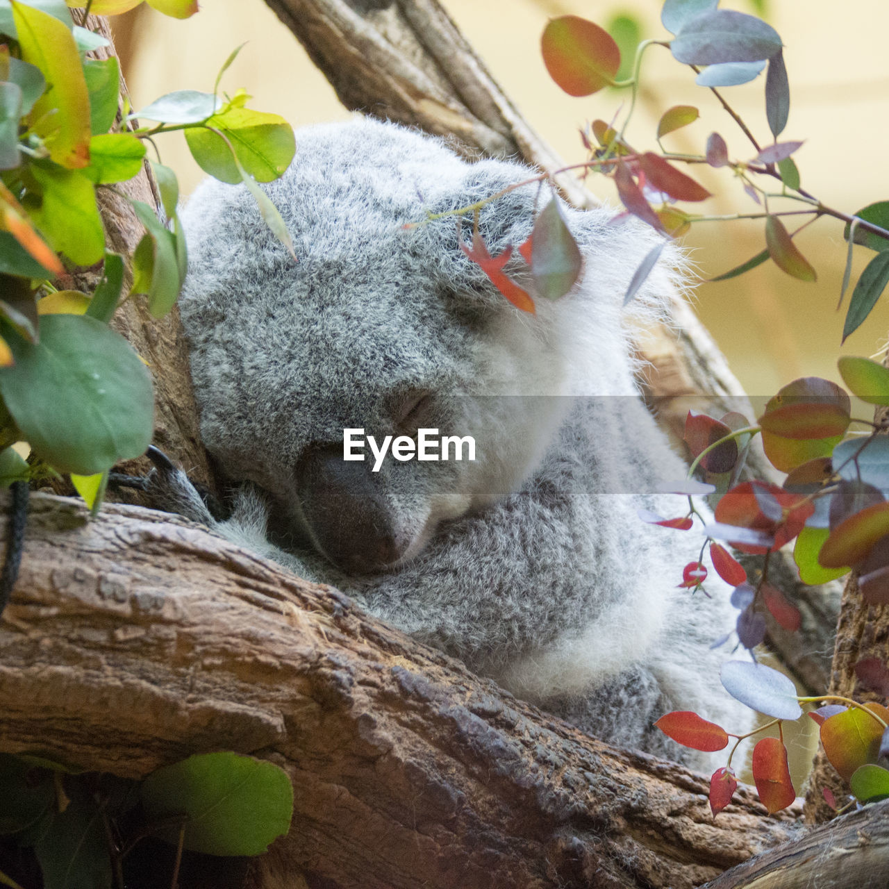 CLOSE-UP OF RABBIT ON TREE