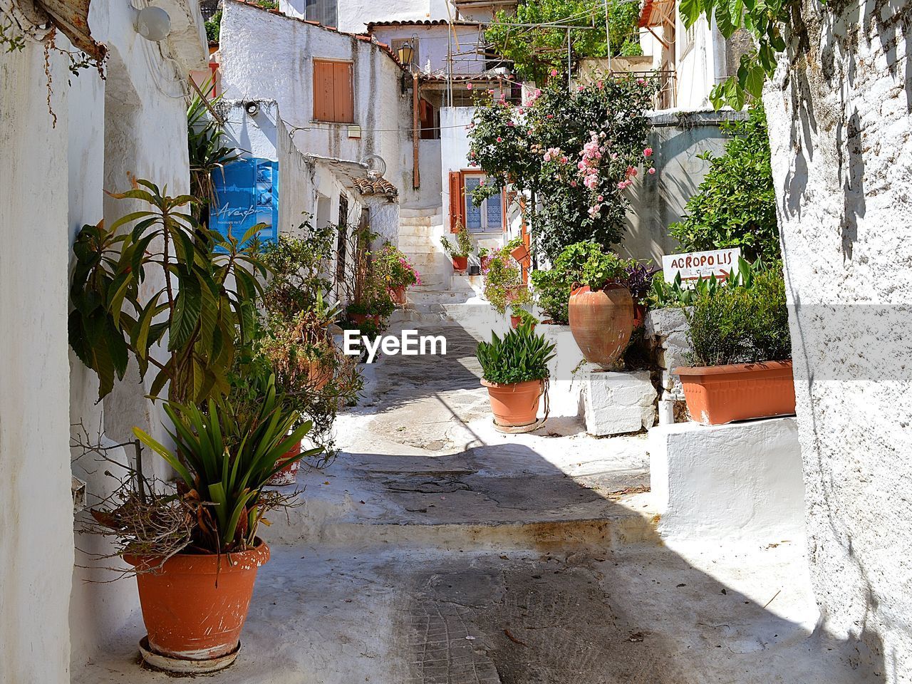 POTTED PLANTS AGAINST WALL AND BUILDINGS