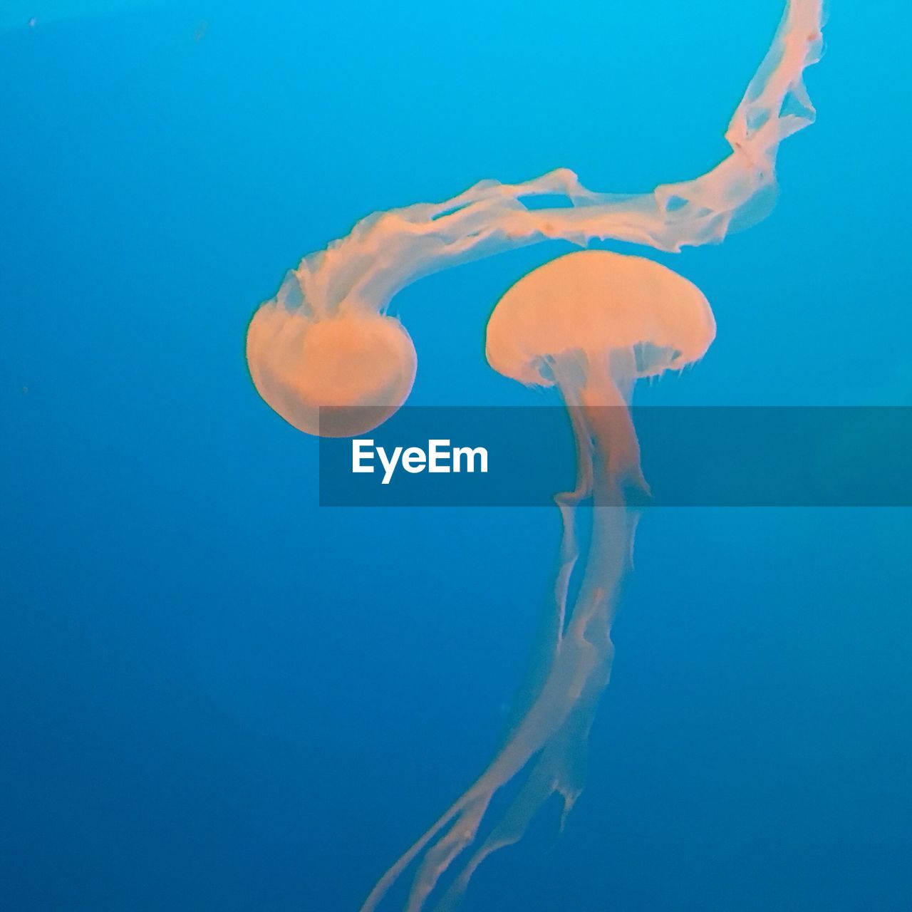 CLOSE-UP OF JELLYFISH IN SEA