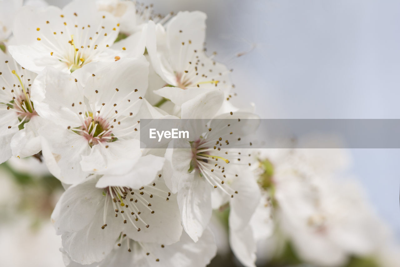 CLOSE-UP OF CHERRY BLOSSOMS