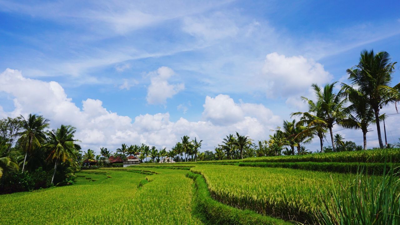 PANORAMIC VIEW OF RICE PADDY AGAINST SKY