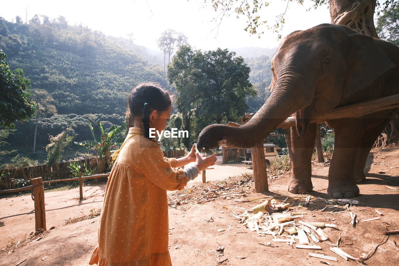 Full length of elephant in park