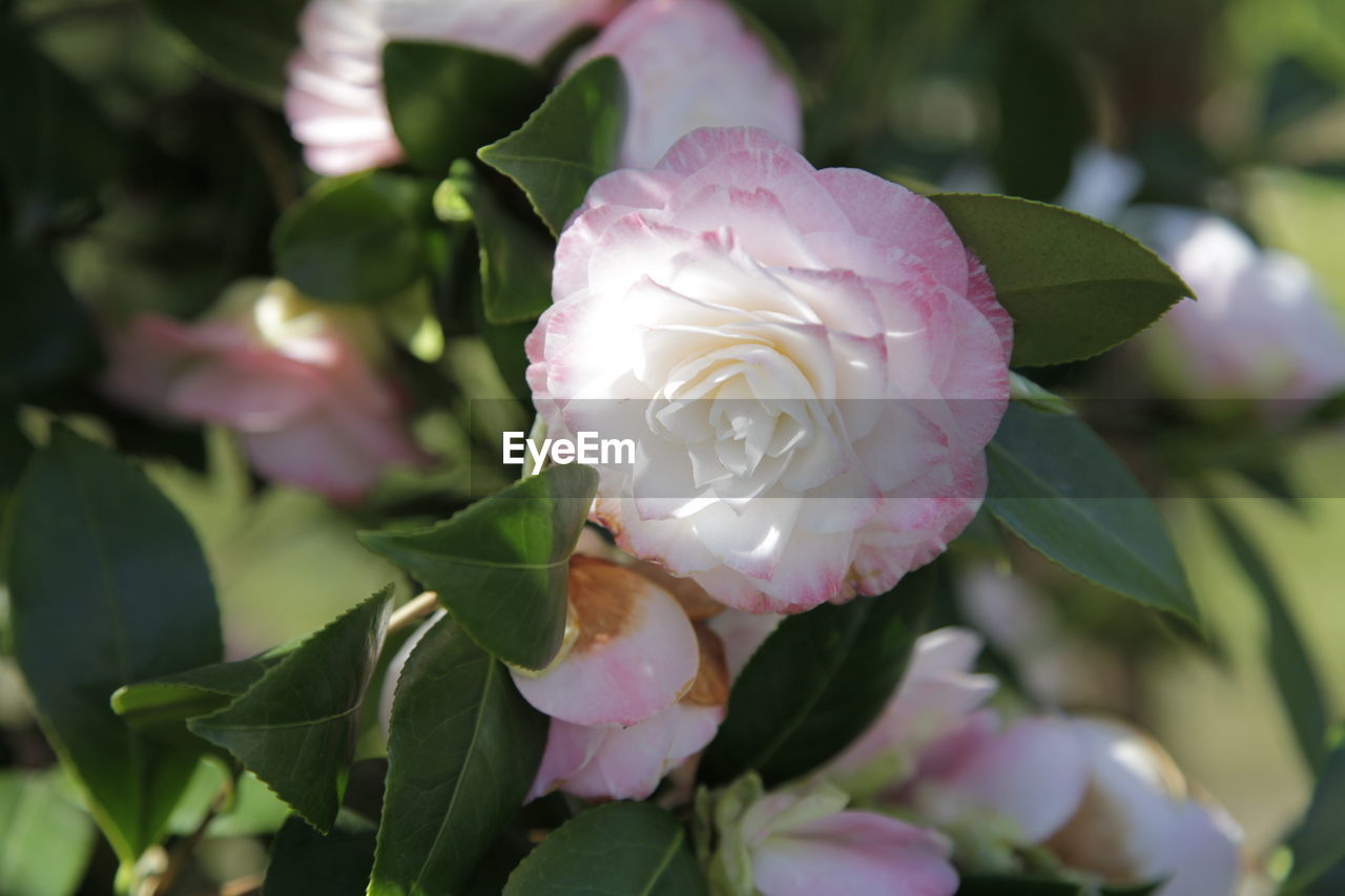 CLOSE-UP OF FRESH PINK ROSE FLOWER