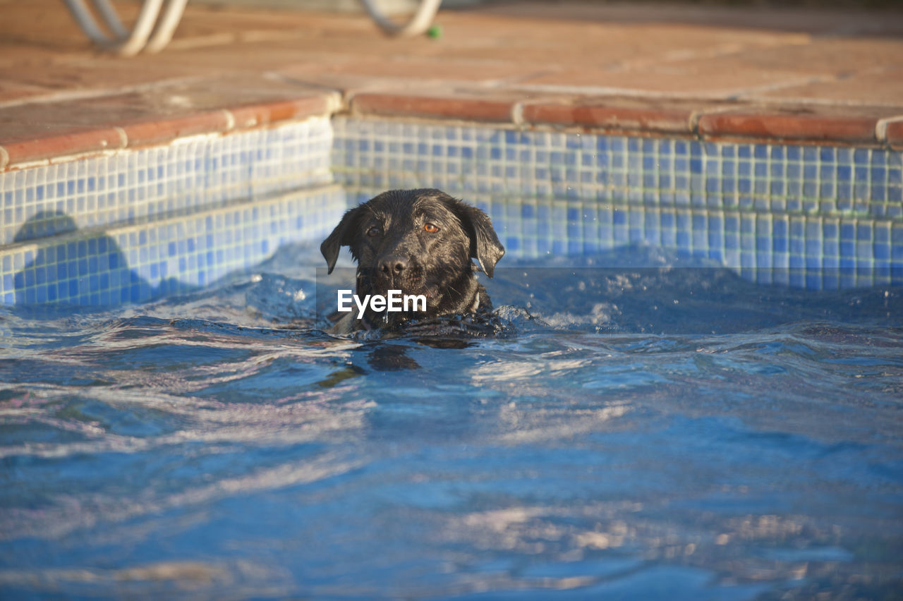 DOG IN SWIMMING POOL