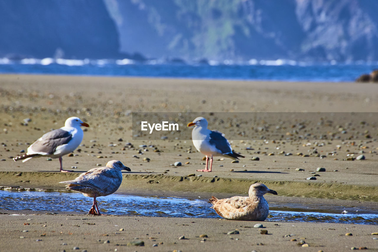 seagulls perching at beach