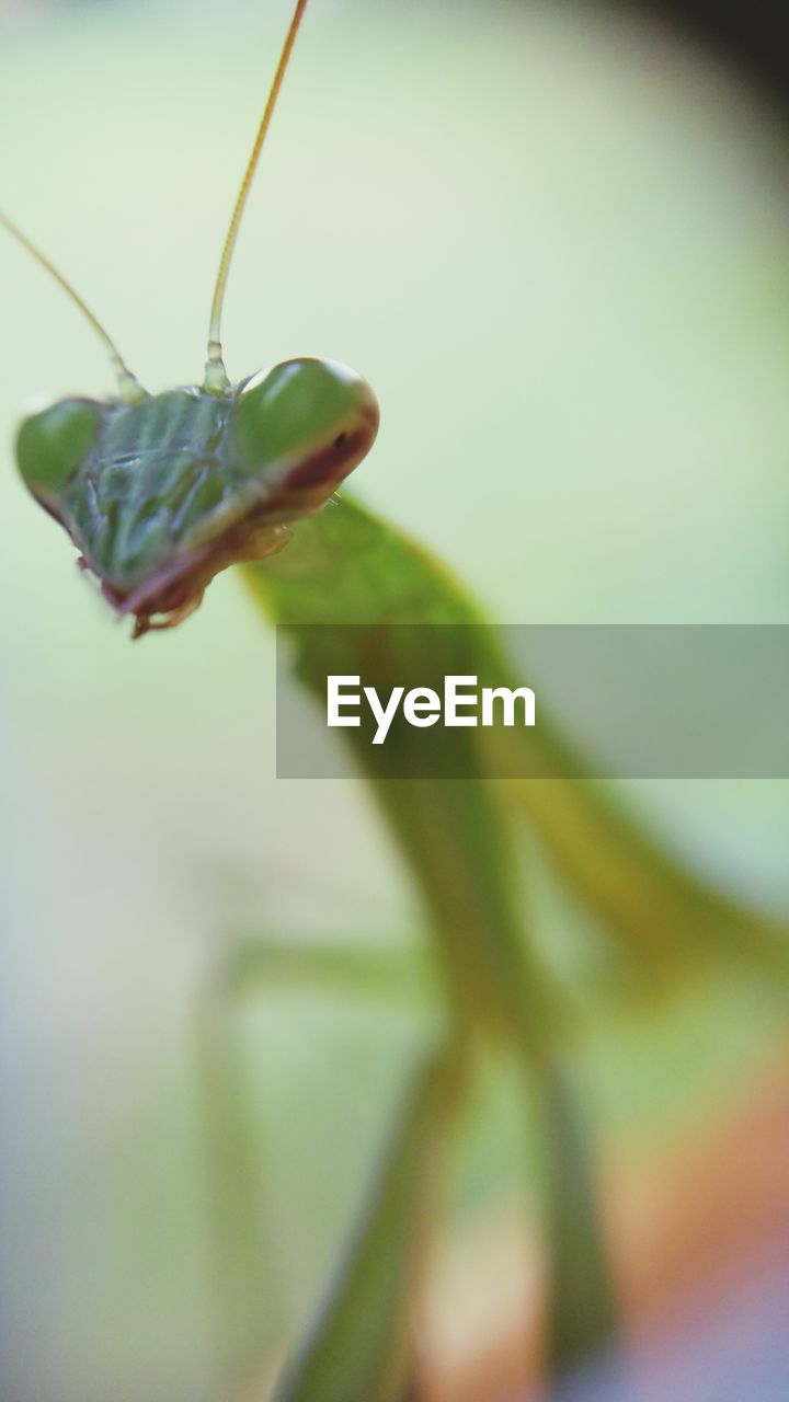 Close-up of praying mantis outdoors