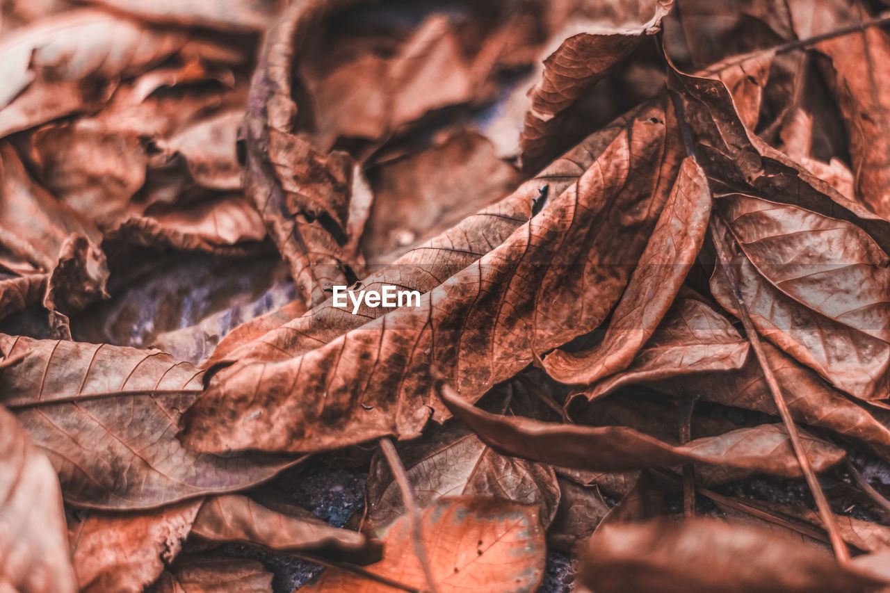 Close-up of dried leaves