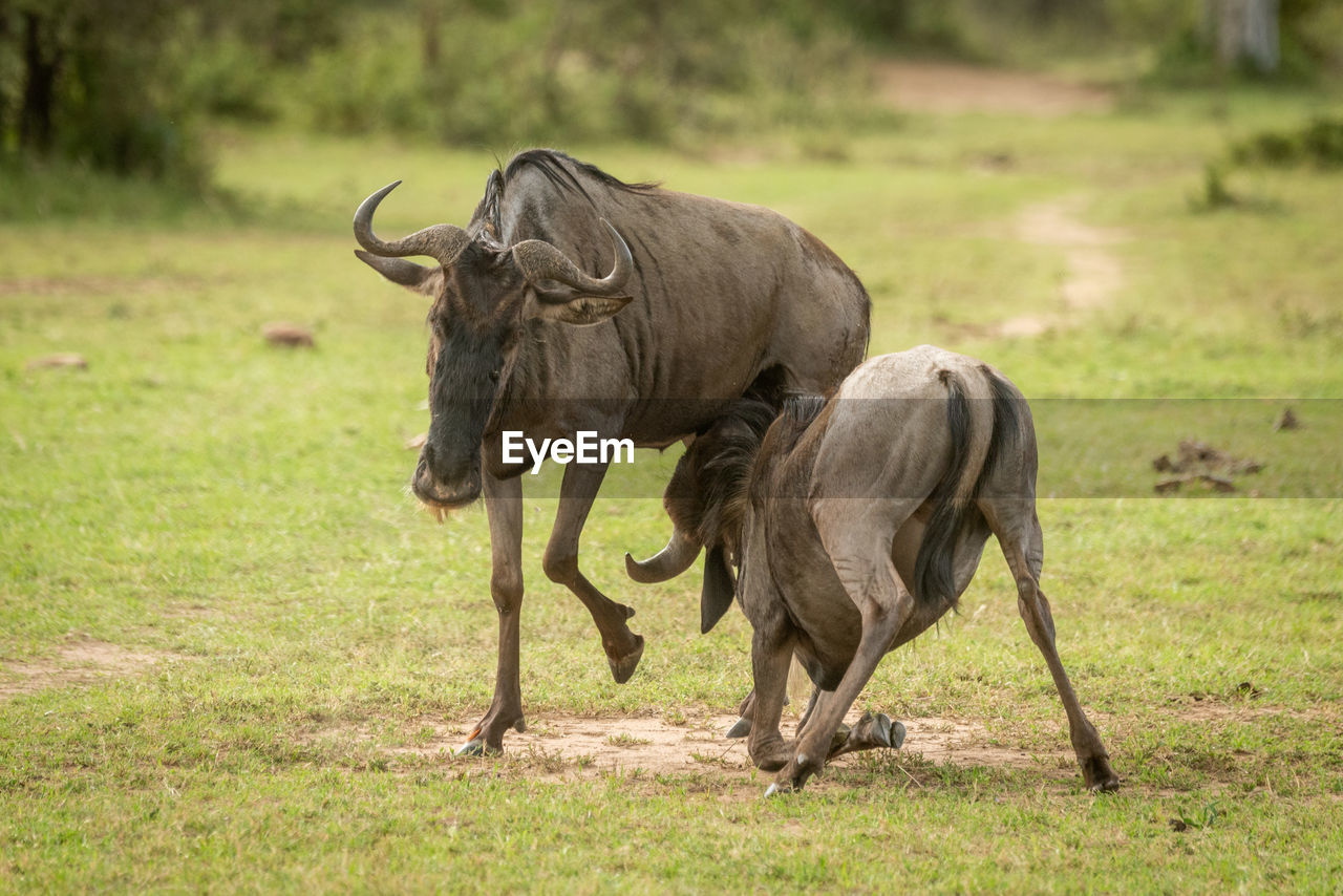 Blue wildebeest calf suckles from unwilling mother