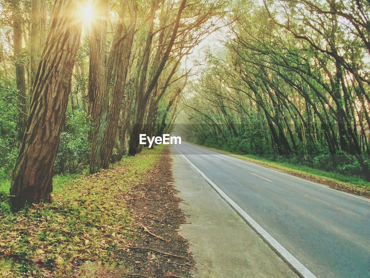 Empty road along trees in forest