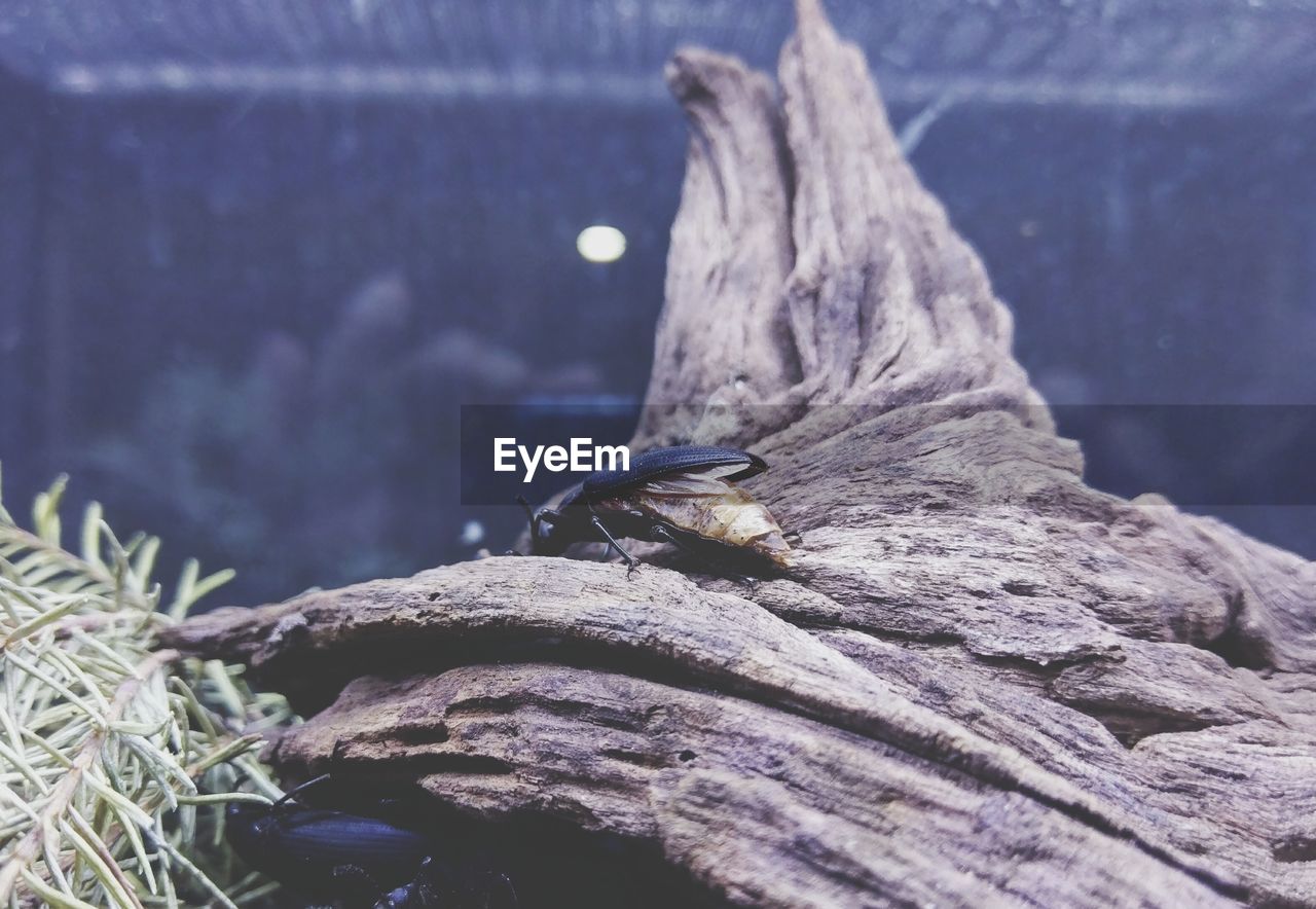 CLOSE-UP OF BIRD PERCHING ON WATER